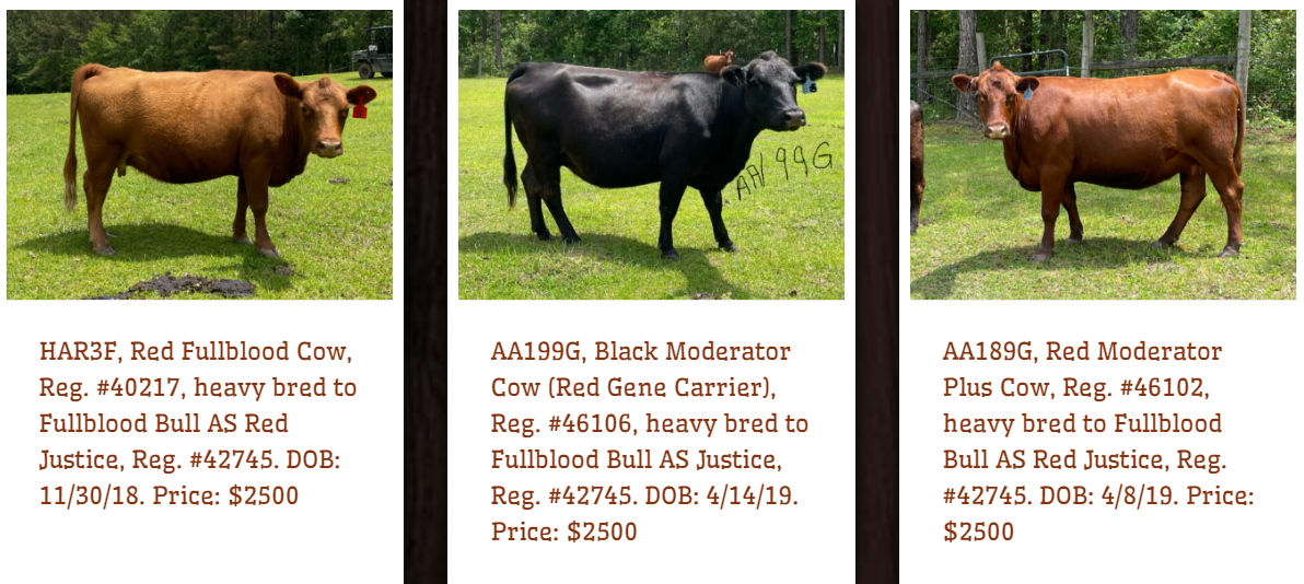 Registered American Aberdeen: 3 Cow/calf pairs, 4 heavy bred cows.
